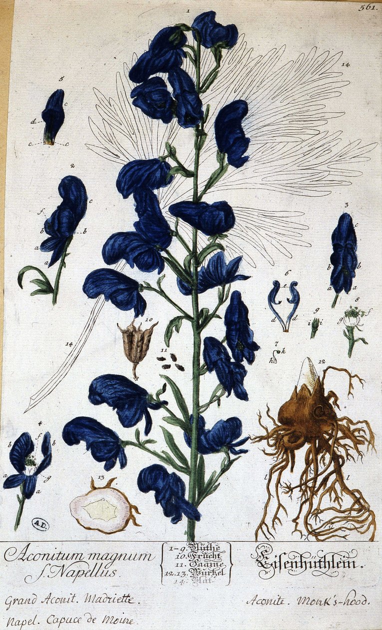 Stor akonitt, munkekappe (aconitum magnum) - i "" Animated Flowers"" av Grandville, n.d. 19. av Grandville