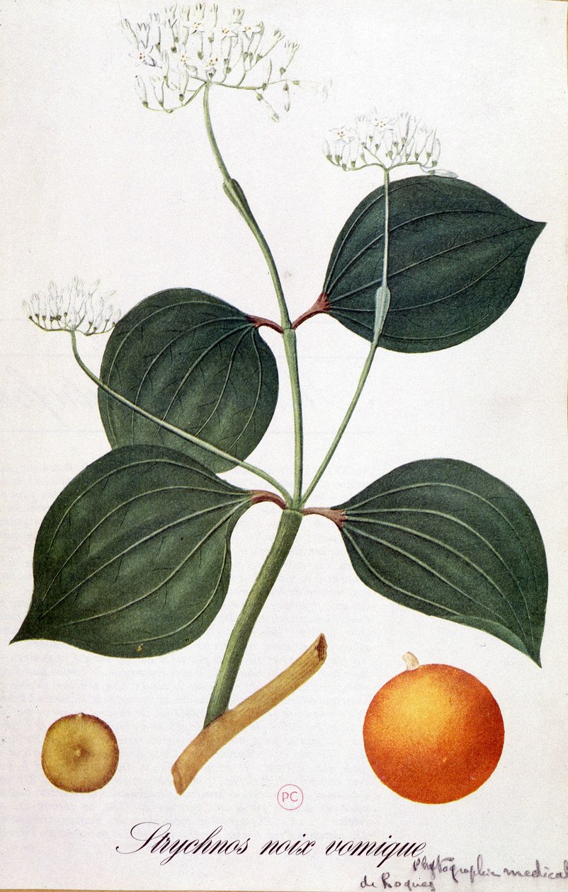Blad, blomster og frukt av stryknos (vomic nut eller nux vomica) - i "" Animated Flowers"" av Grandville, n.d. 19. av Grandville
