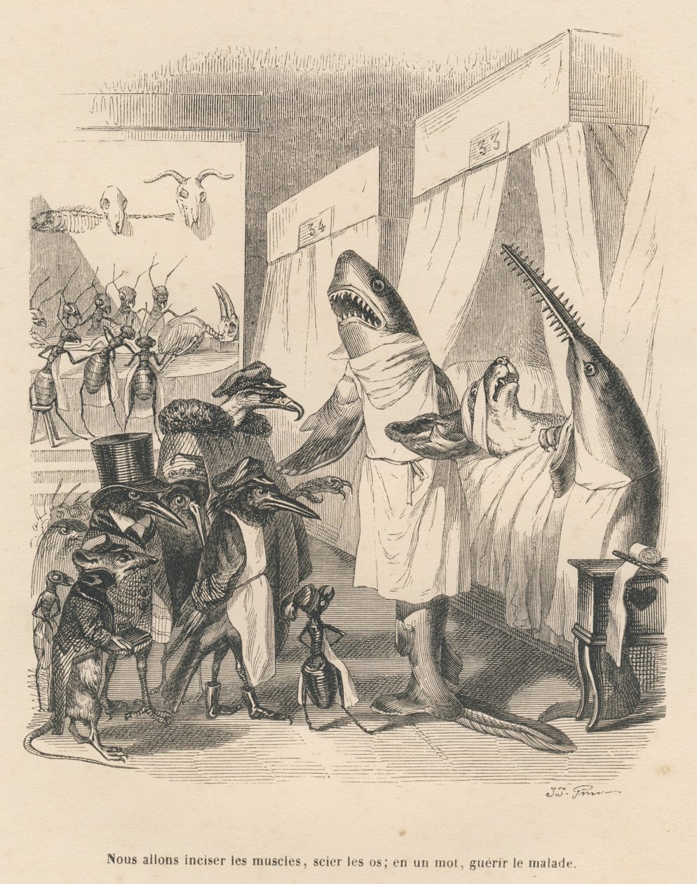 Doktorhaier forklarer operasjonen deres. Miniatyrbilder illustrert av JJ Granville. Gravering signert Godard i delen med tittelen "Dyrelegene" skrevet av Pierre Bernard i "Scener fra dyrenes private og offentlige liv". Av av Grandville