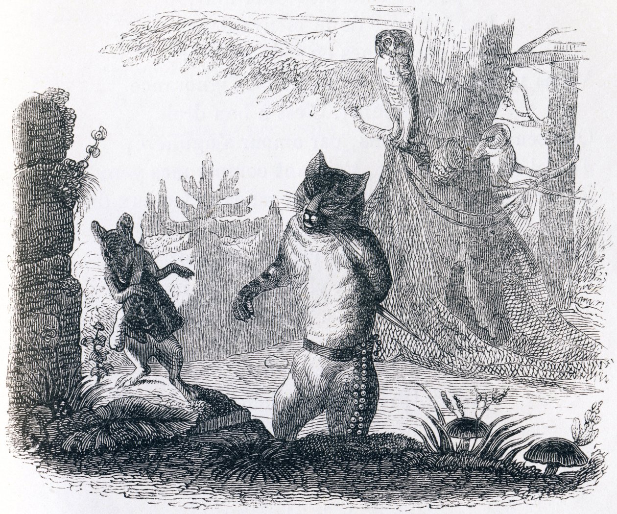 Katten og rotten (Le chat et le rat) - Fabler av La Fontaine av Grandville