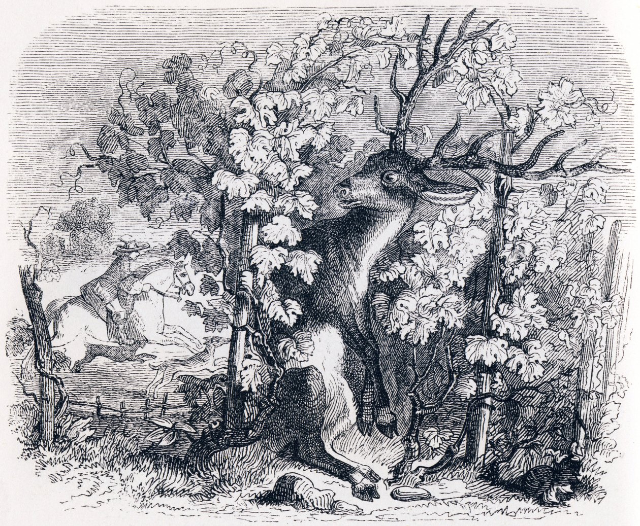 Hjorten og vintreet - Fables av La Fontaine av Grandville