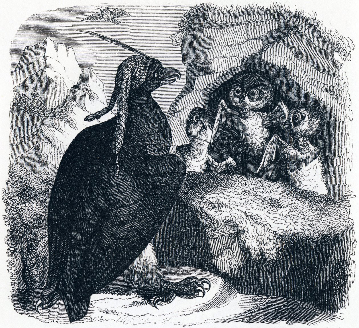 Ørnen og uglen (L