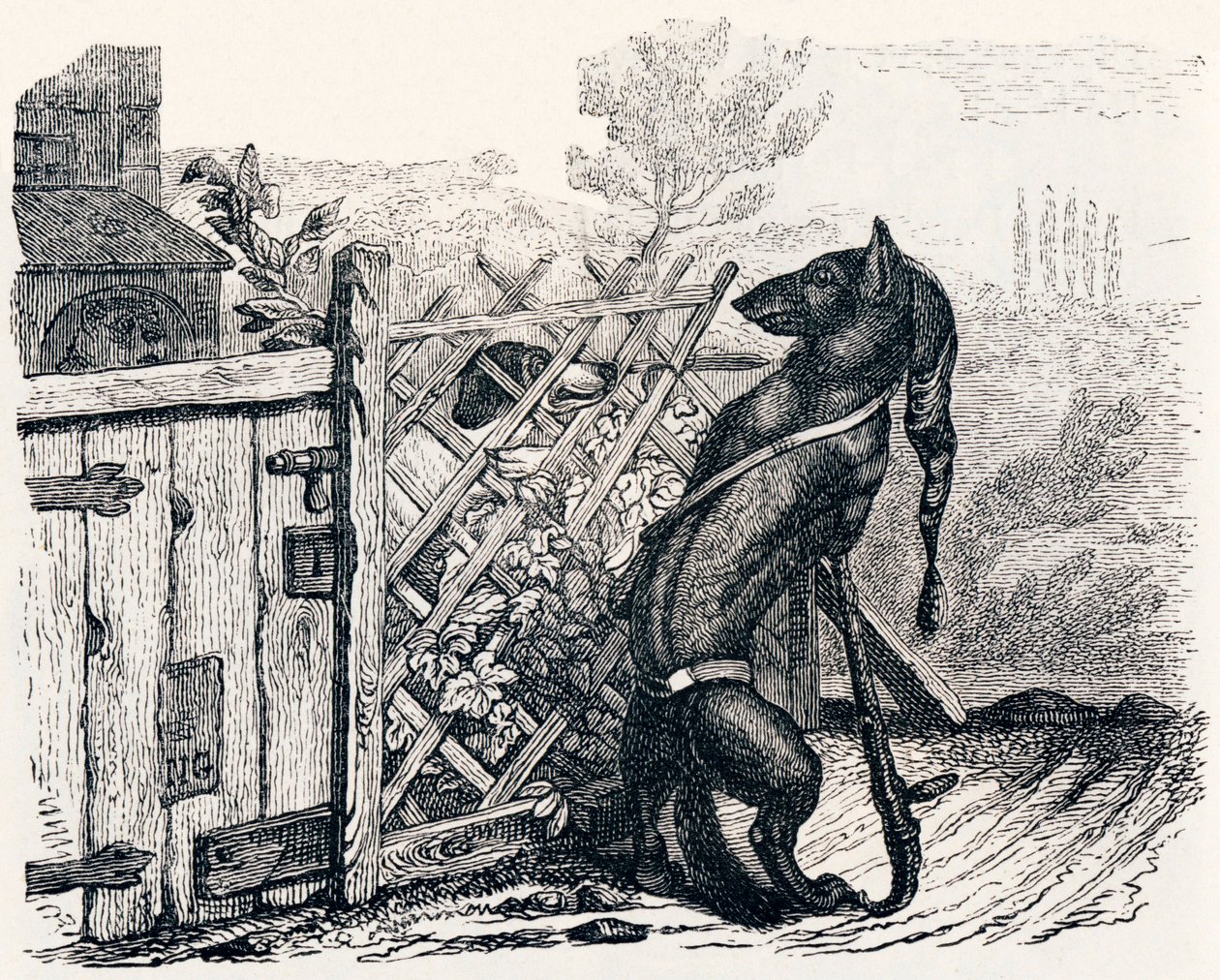 Ulven og den magre hunden - Fables av La Fontaine av Grandville