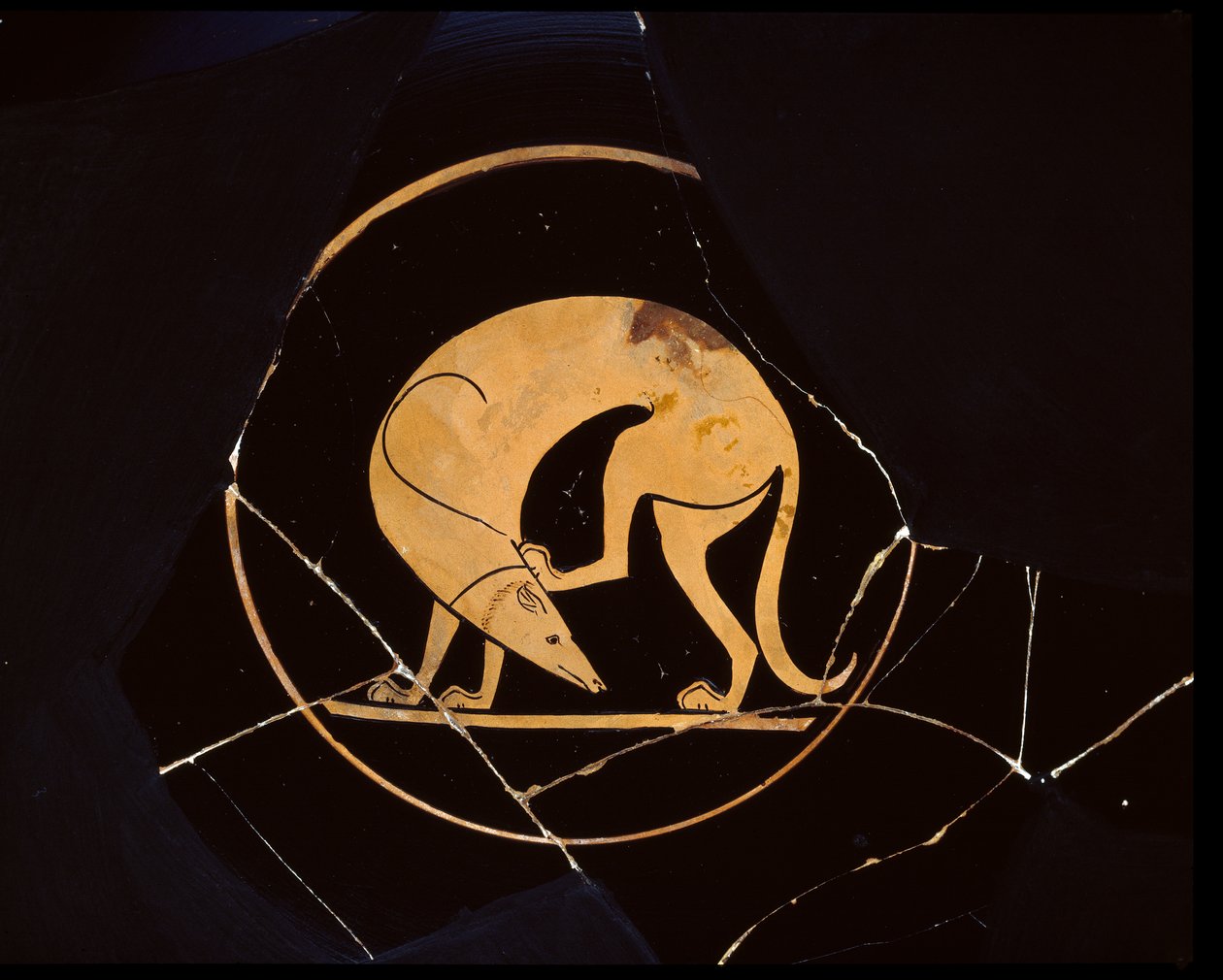 Loftskopp med rød figur, detalj av en lakonisk hund som klør seg i hodet, av Euergides-maleren, keramikk ca. 500 f.Kr. av Greek