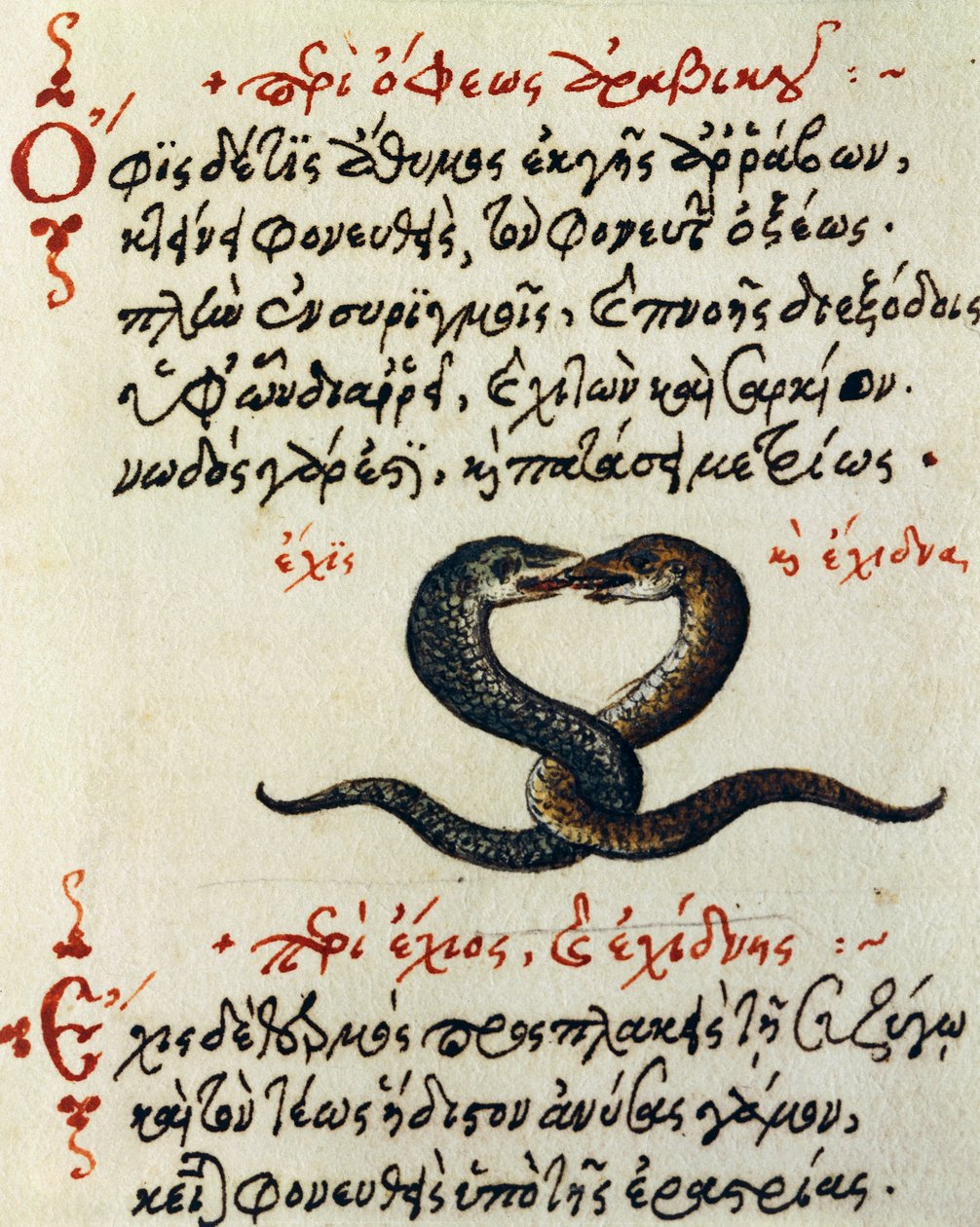 Slangekobling, test og miniatyr fra De animalium natura et proprietate libellus, av Aelianus (2.-3. århundre e.Kr.) av Greek School