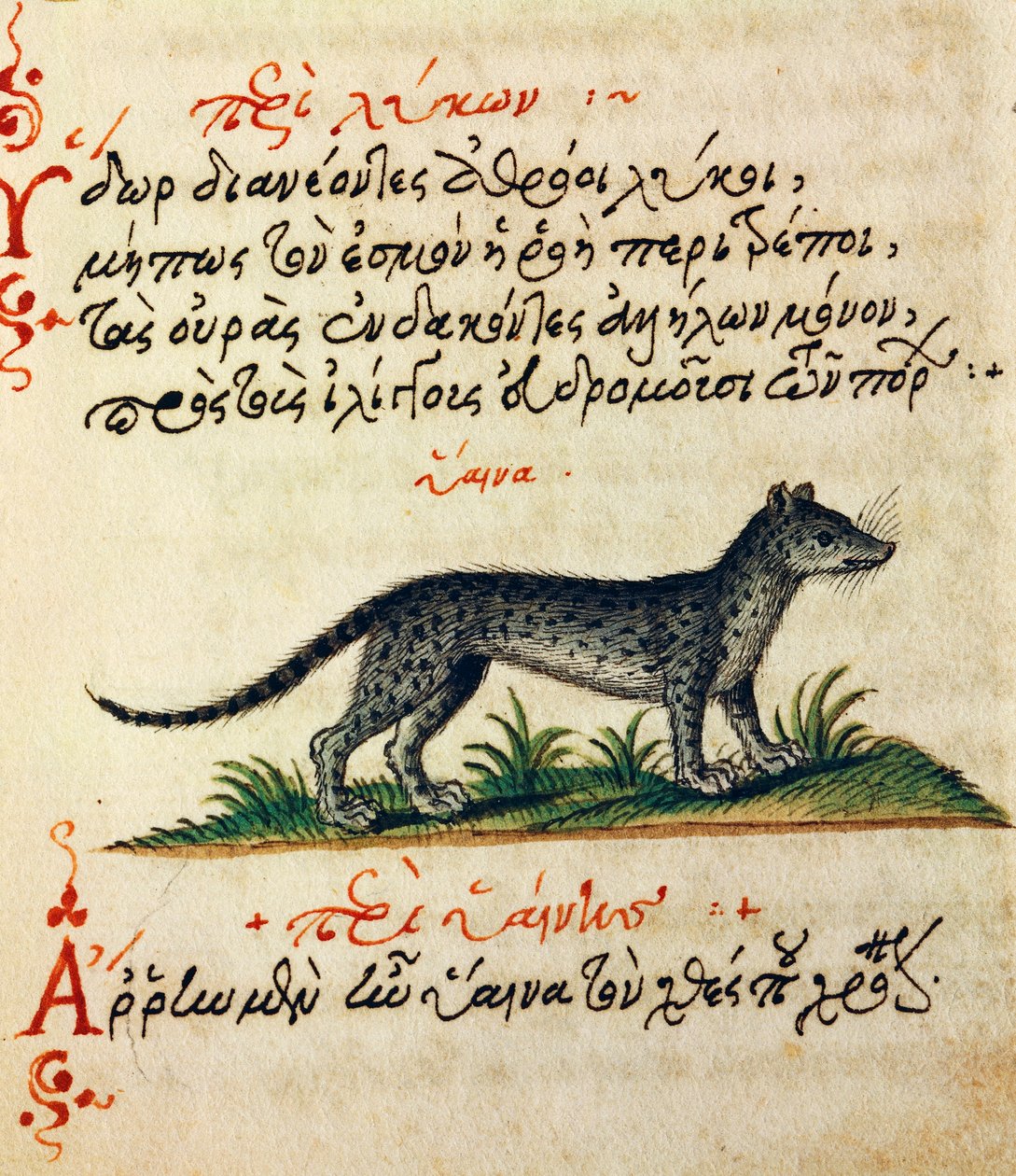 Avhandling om hyene, test og miniatyr fra De animalium natura et proprieta libellus, av Aelianus (2.-3. århundre e.Kr.) av Greek School