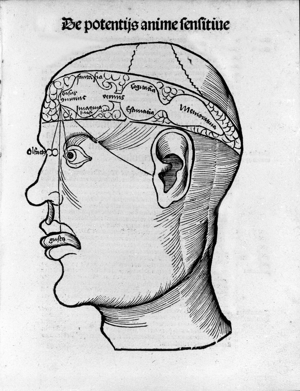Hjernekutt: studie for lokalisering av forskjellige hjernefunksjoner. Gravering fra "Margarita phylosophia" av Gregor Reisch (1467-1525), Bale av Gregor Reisch