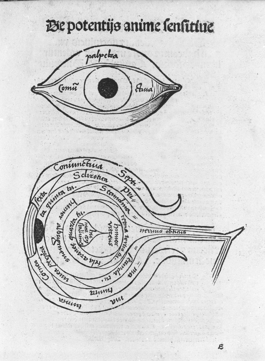 Studie av det menneskelige øyet. Anatomisk tavle fra "The Philosophical Daisy" av Gregor Reisch (1467-1525), Bale av Gregor Reisch