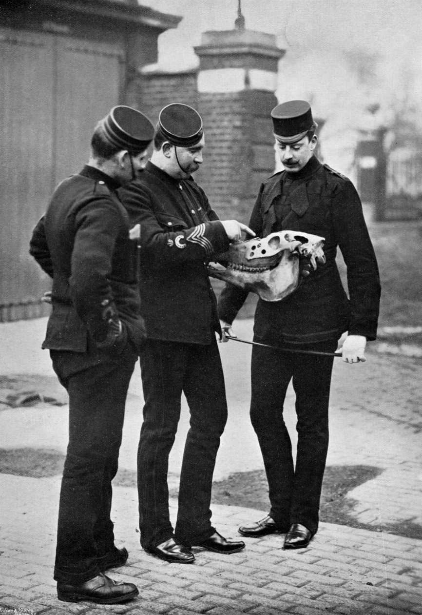 En veterinærdemonstrasjon, 1st Life Guards, 1896 av Gregory and Co
