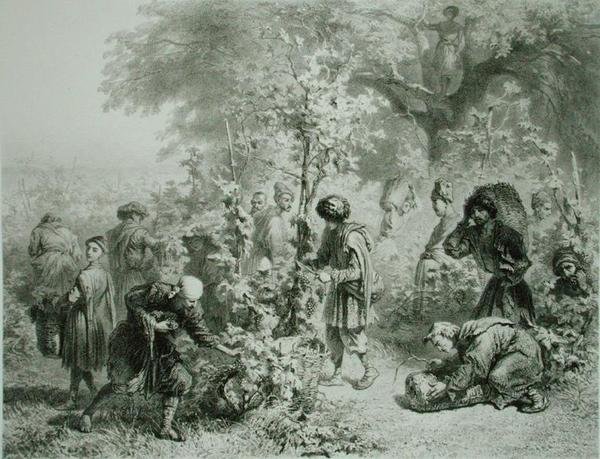 Druehøst i Kakhetie, Georgia, plate 30 fra en bok om Kaukasus, gravert av Eugene Le Roux (1807-63) utgitt av Alfred Leon Lemercier, Paris av Grigori Grigorevich (after) Gagarin