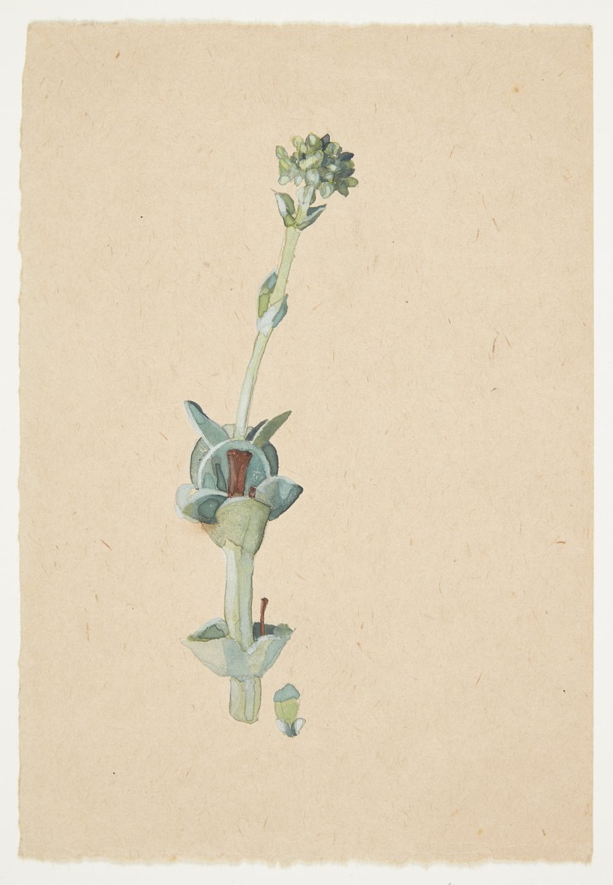Studie av en blomst av Gudrun Traustedt