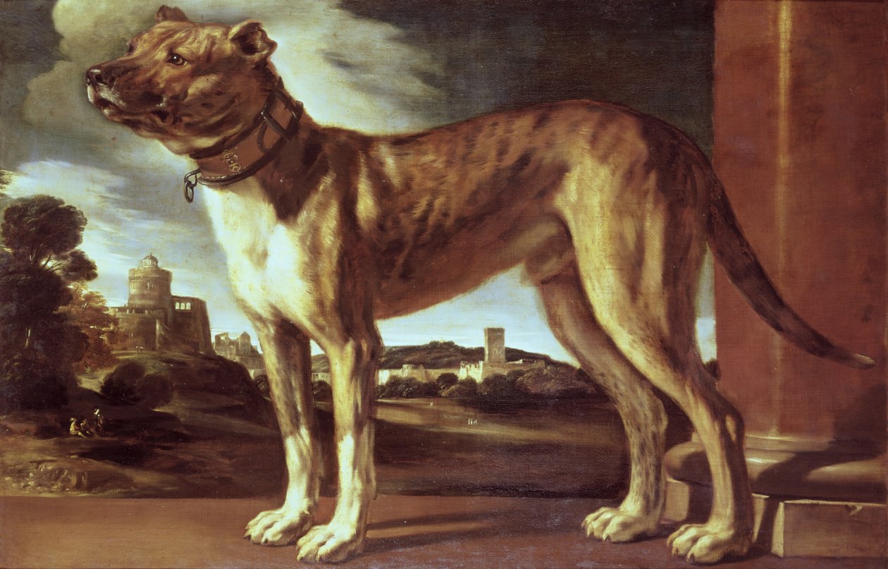 Portrett av en hund av Giovanni Francesco Barbieri
