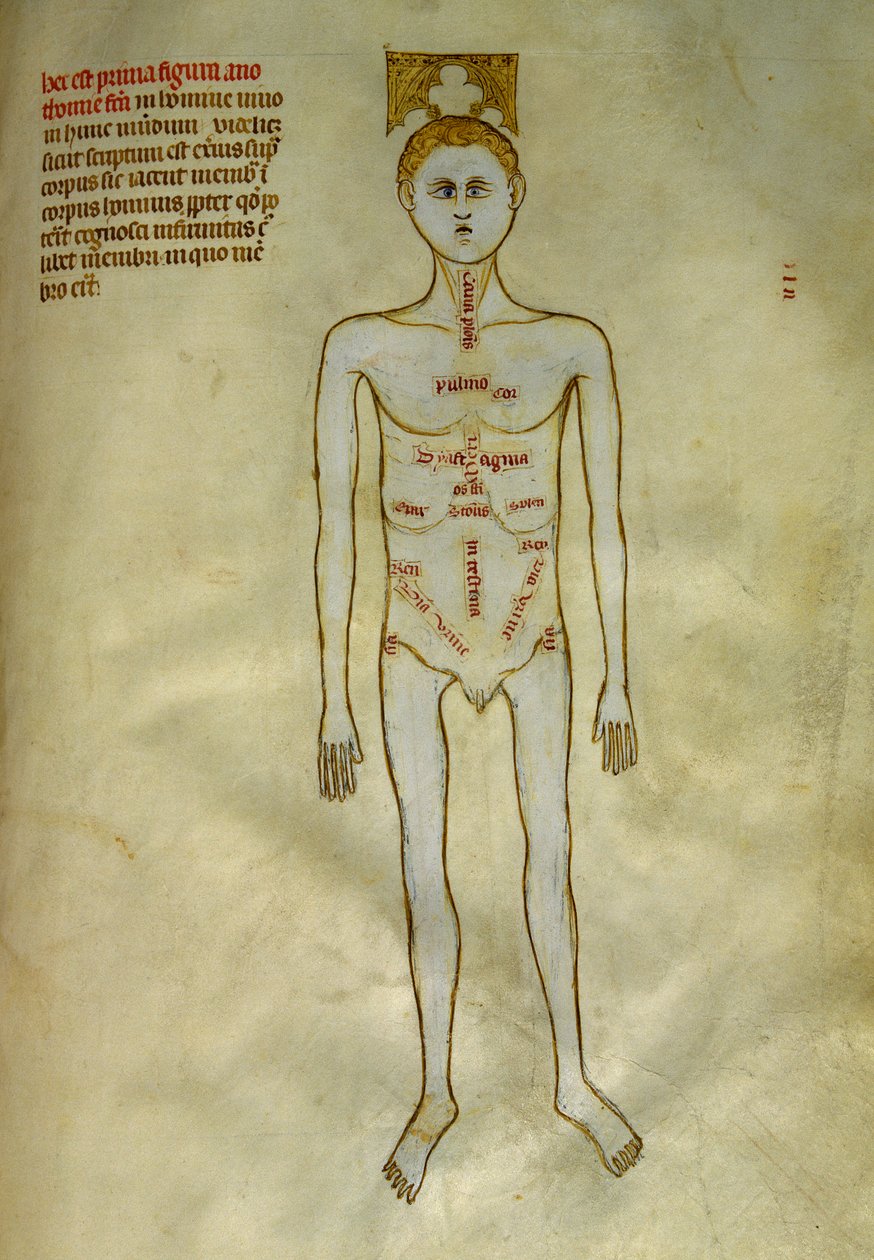 Anatomi og kirurgiske tavler: lokalisering av mannlige organer. I ""Liber notables Philippi den syvende kongen av frankerne, hentet fra bøkene til Galien""" av Gui de Pavia rundt 1345. Chantilly, Musee Conde av Guido da Vigevano da Pavia