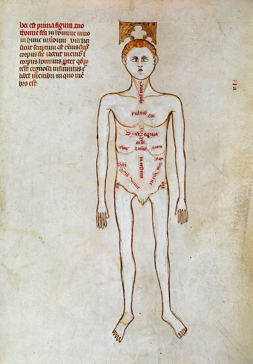Kirurgi: representasjon av menneskekroppen. Miniatyr i ""Liber notables Philippi den syvende kongen av frankerne, hentet fra bøkene til Galien"" skrevet av Gui (Guy) av Pavia av Guido da Vigevano da Pavia