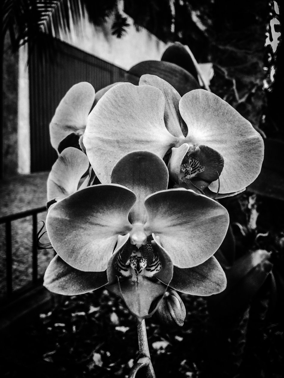 Blomst nr. 10, 2025 (bilde) av Guilherme Pontes