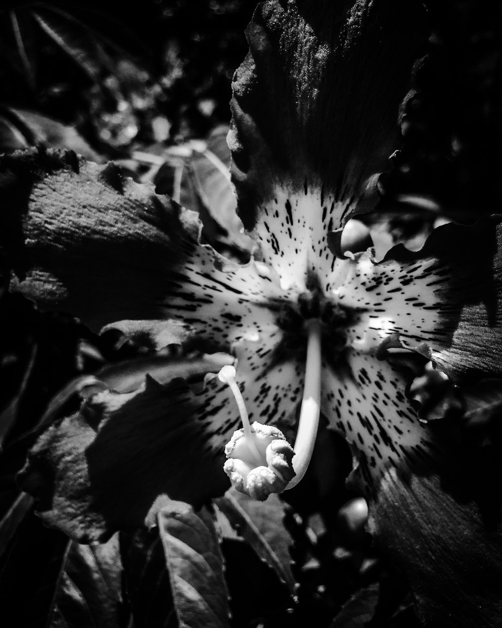 Blomst nr. 23, 2025 (bilde) av Guilherme Pontes