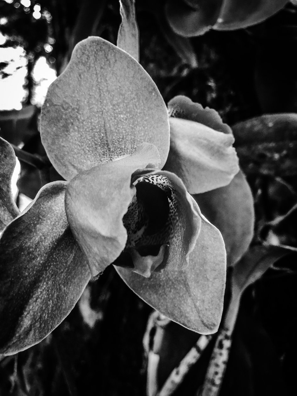 Blomst nr. 43 (bilde) av Guilherme Pontes