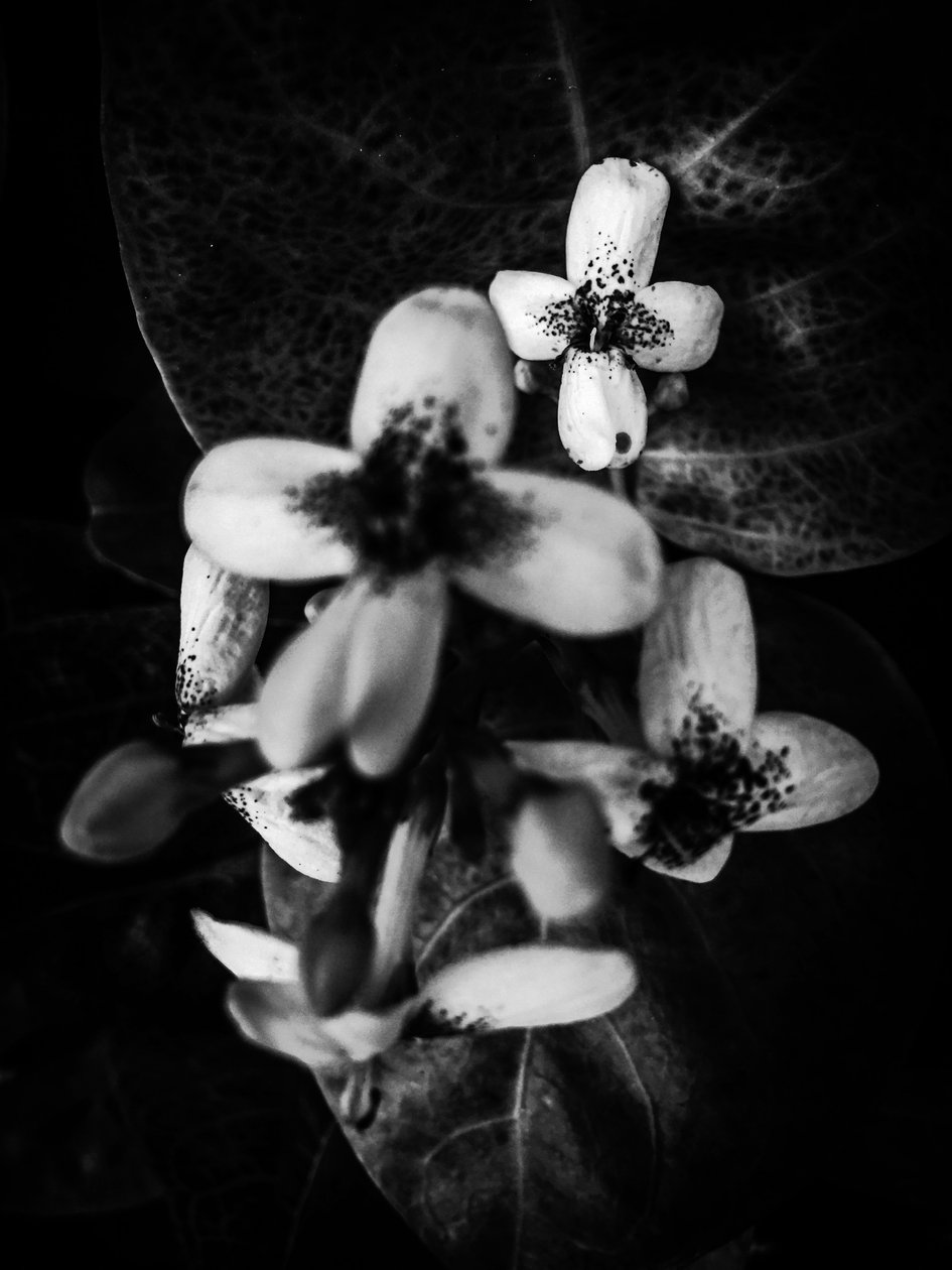 Blomst nr. 49 (bilde) av Guilherme Pontes