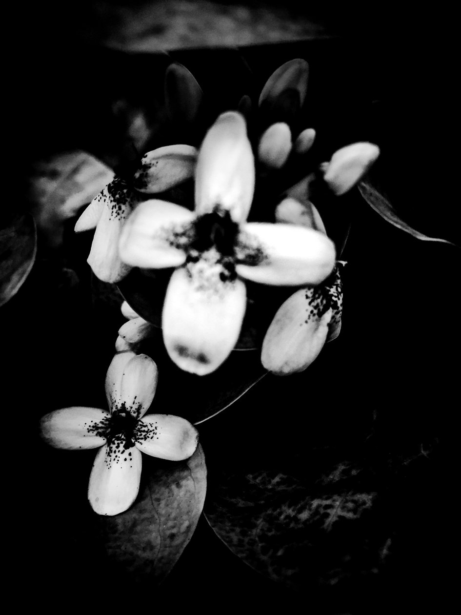 Blomst nr. 51 (bilde) av Guilherme Pontes
