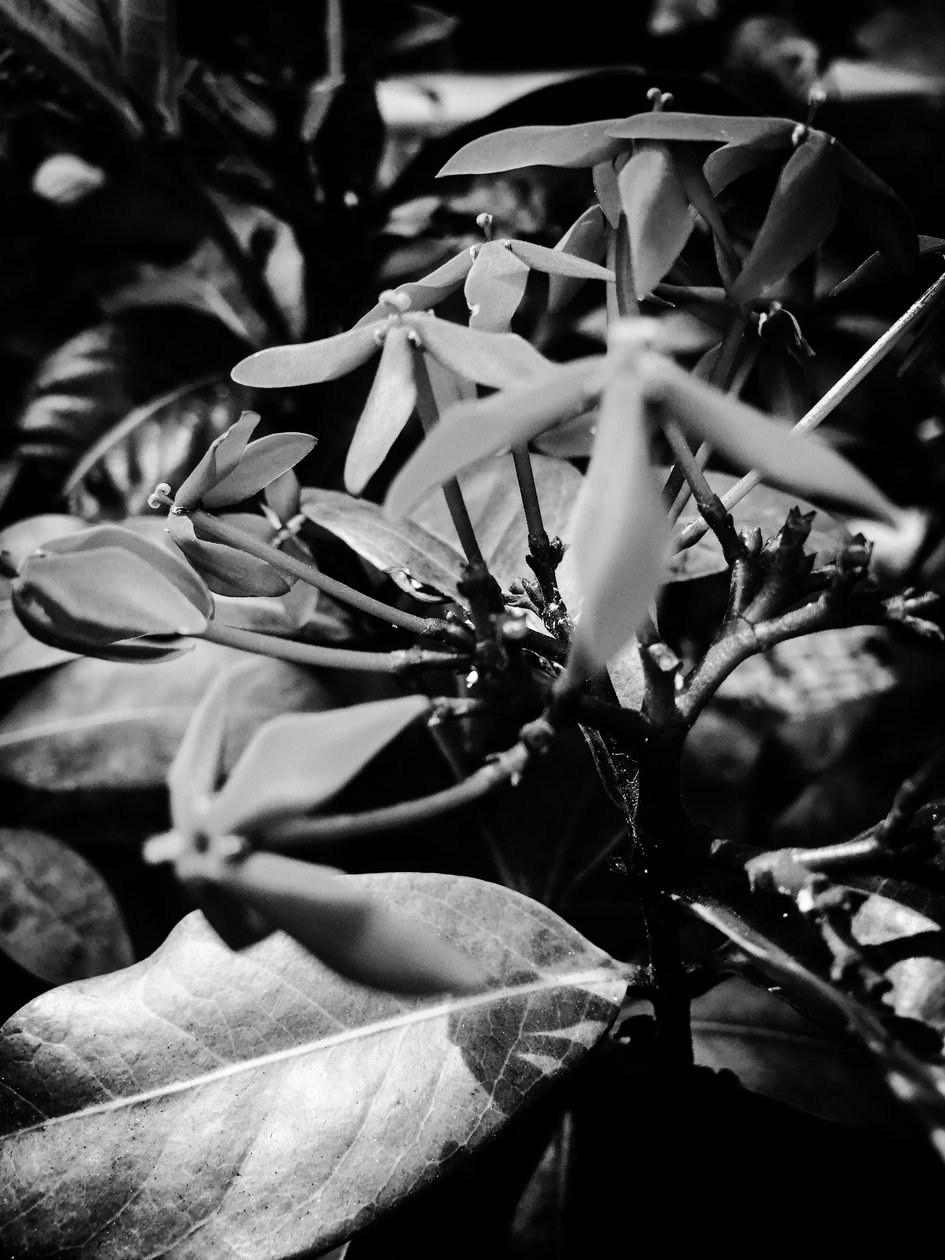 Blomst nr. 8, 2025 (bilde) av Guilherme Pontes