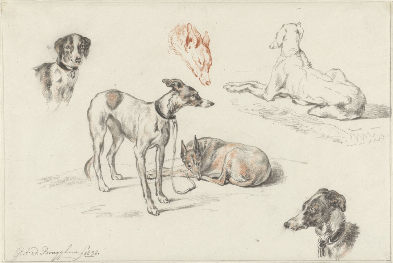 Studier av hunder av Guillaume Anne van der Brugghen