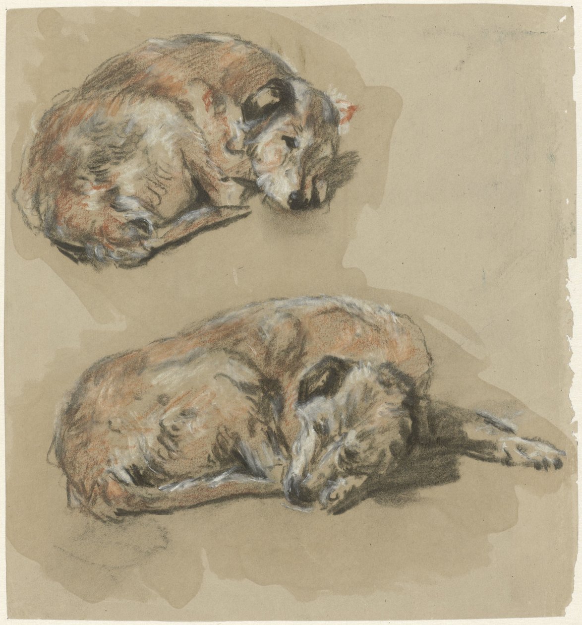 To studier av en liggende hund av Guillaume Anne van der Brugghen