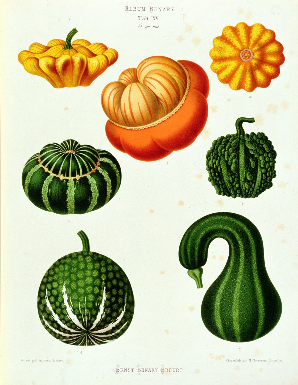 Marrows: fra "Album Benary"-fanen. XV av Guillaume Severeyns