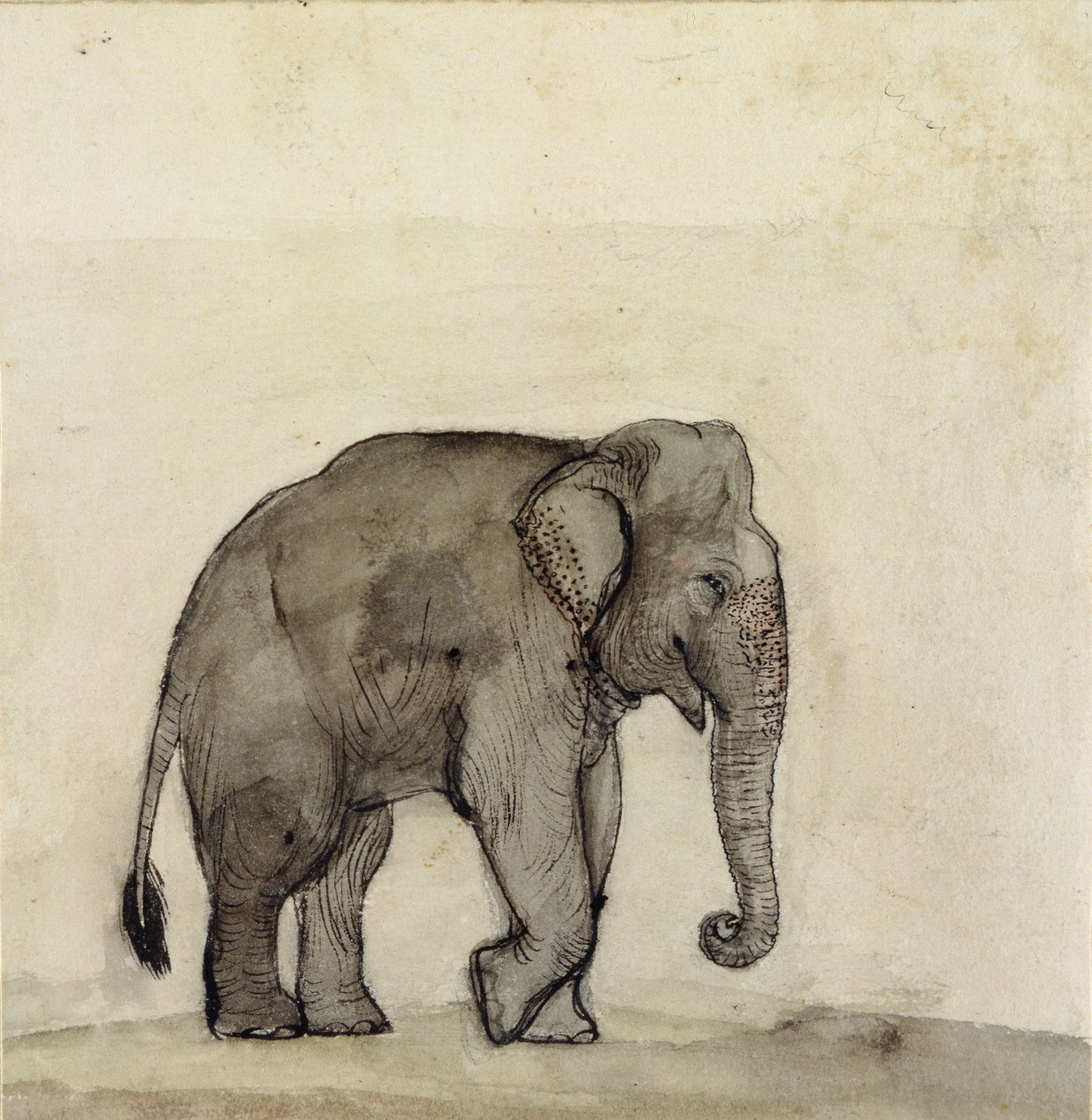 Elephant, ca. 1790 (penn og blekk, vask og wc på papir) av Gungaram Tambat