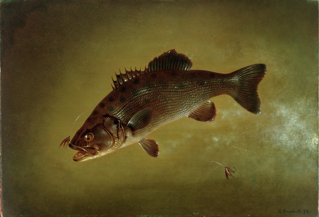 Svart bass, 1872 av Gurdon Trumbull