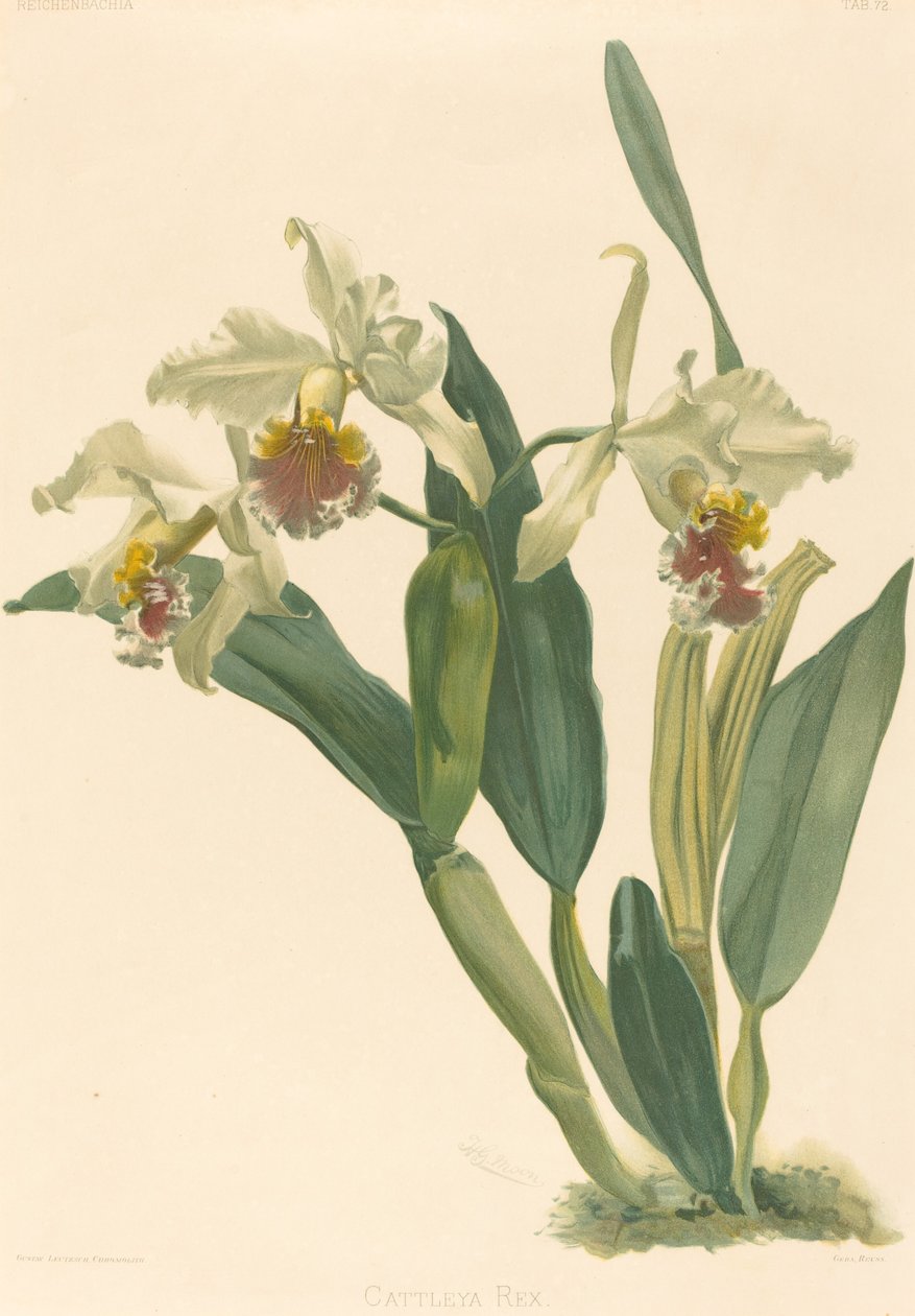 Cattleya Rex av Gustav Leutzsch after Henry George Moon