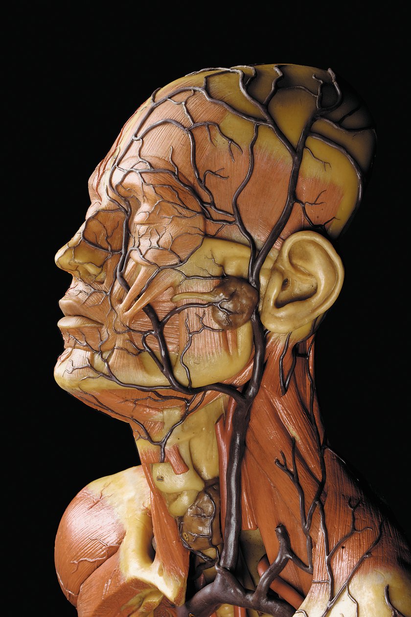 Detalj av en mannlig anatomisk ecorche-modell, som viser muskler, arterier og vener, sirkulasjonen og nervesystemet av Gustav Zeiller