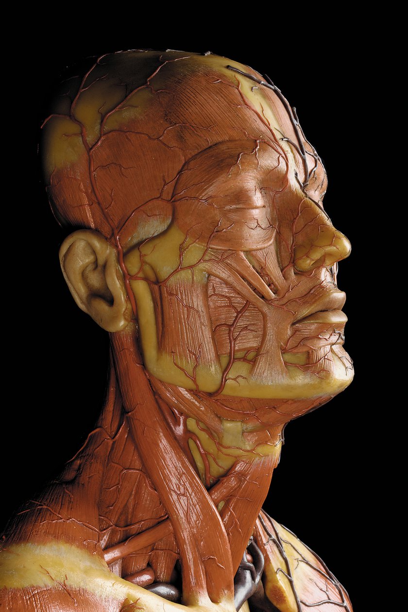 Detalj av en mannlig anatomisk ecorche-modell, som viser muskler, arterier og vener, sirkulasjonen og nervesystemet (voks) (se også 469823 til 469827) av Gustav Zeiller
