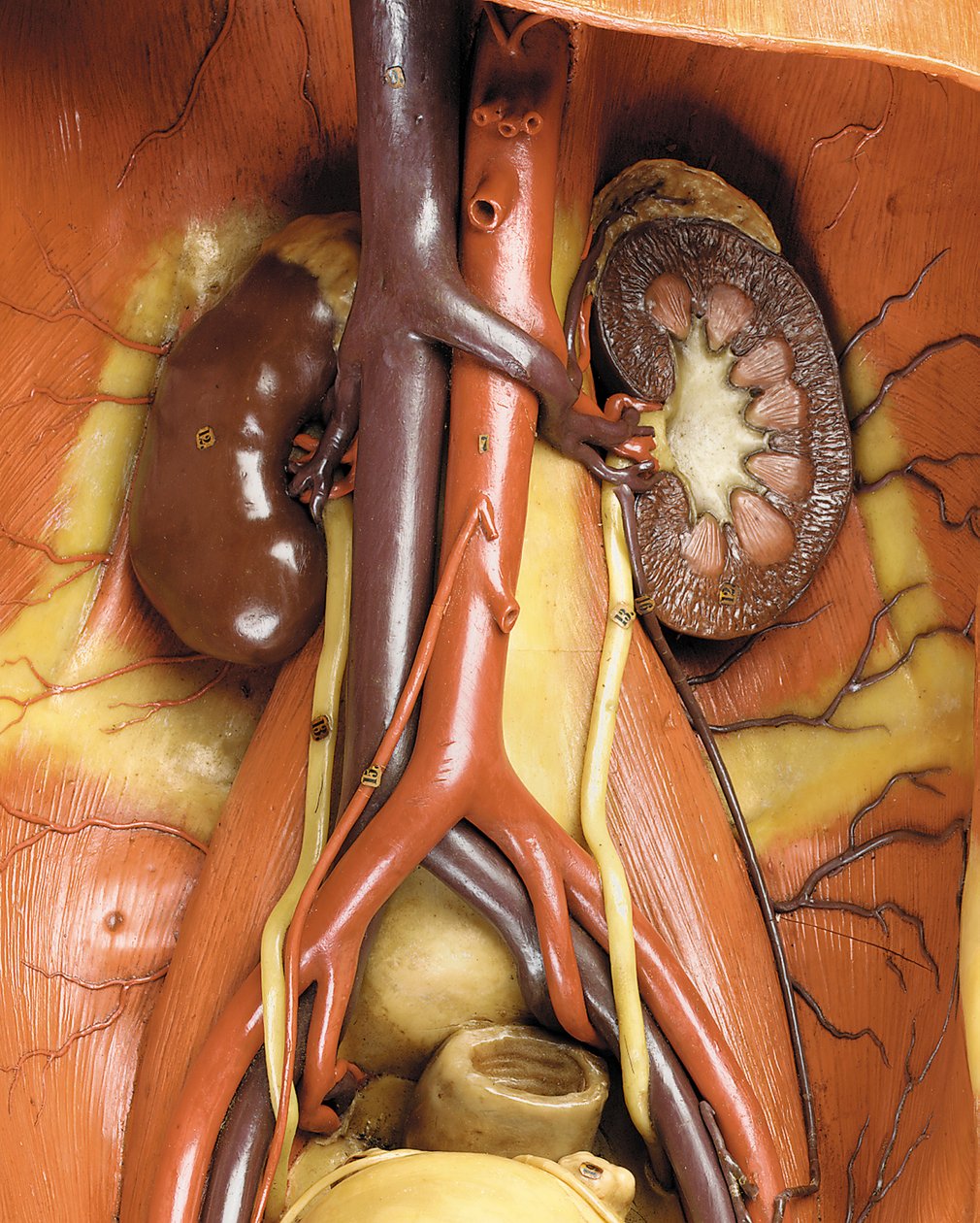 Detalj av en mannlig anatomisk ecorche-modell, som viser muskler, arterier og vener, sirkulasjonen og nervesystemet (voks) (se også 469822 til 469827) av Gustav Zeiller