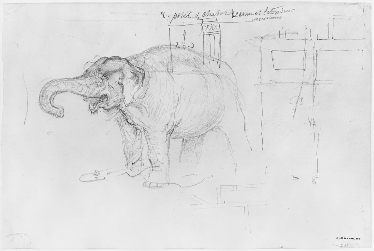 Album of the Siege of Paris, Elephant (penn og brun blekkvask og blyant på papir) av Gustave Dore