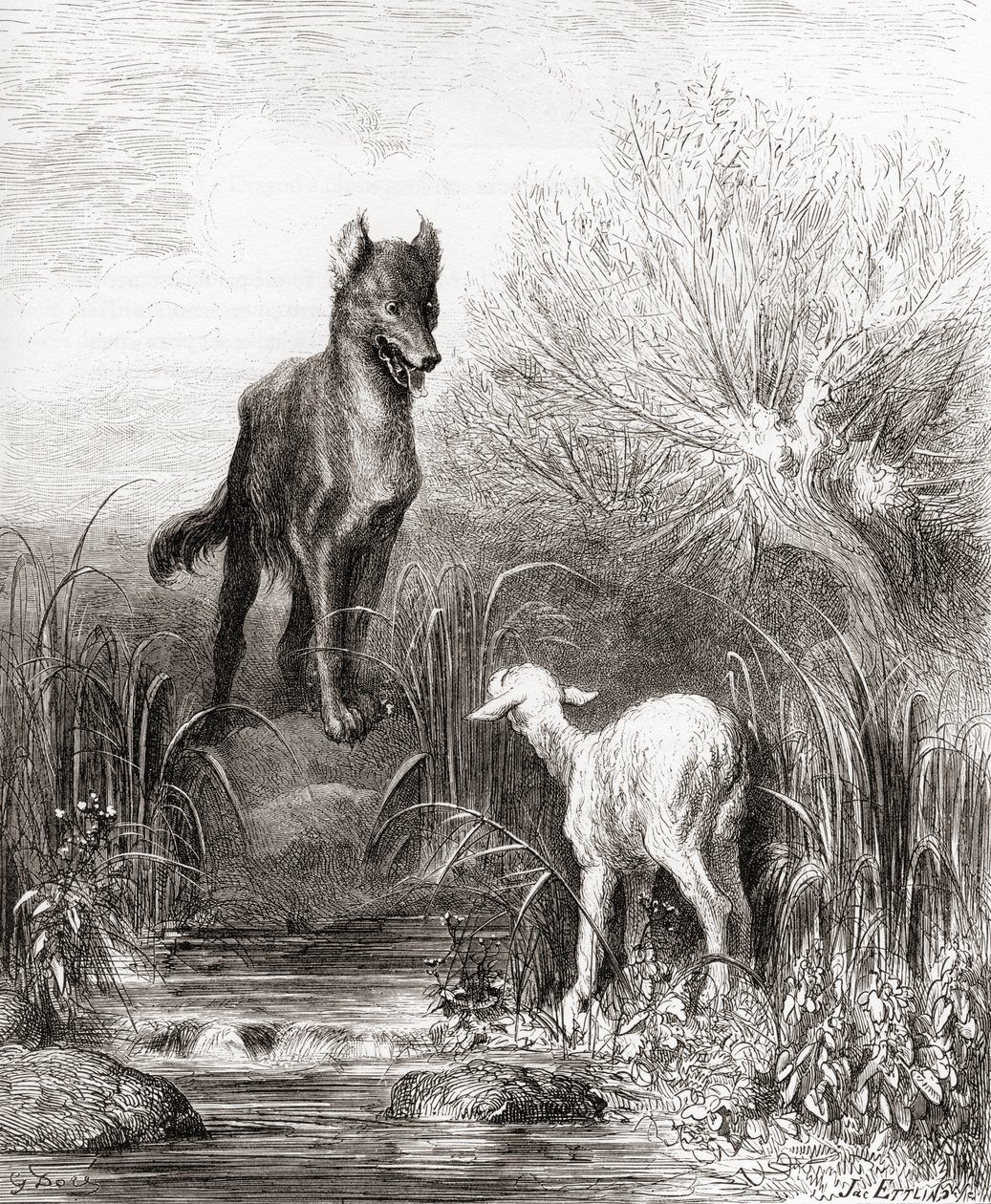 The Wolf and the Lamb, fra en utgave av slutten av 1800-tallet av Fables de La Fontaine (tregravering) av Gustave Dore