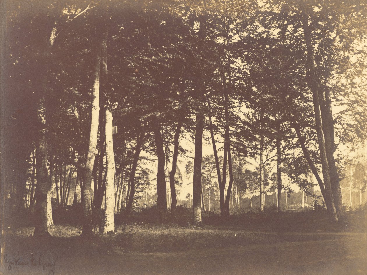 Studie av trær og stier av Gustave Le Gray
