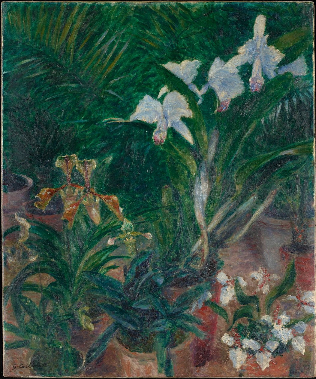 Orkideer i Petit Gennevilliers drivhus, 1893. av Gustave Caillebotte