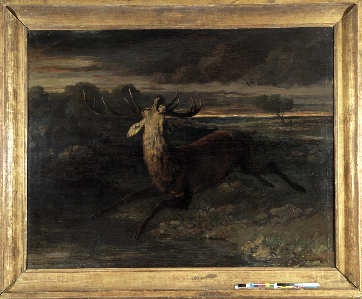 Hjorten har vann (jager et løp) sier hjortekraften (olje på lerret) av Gustave Courbet