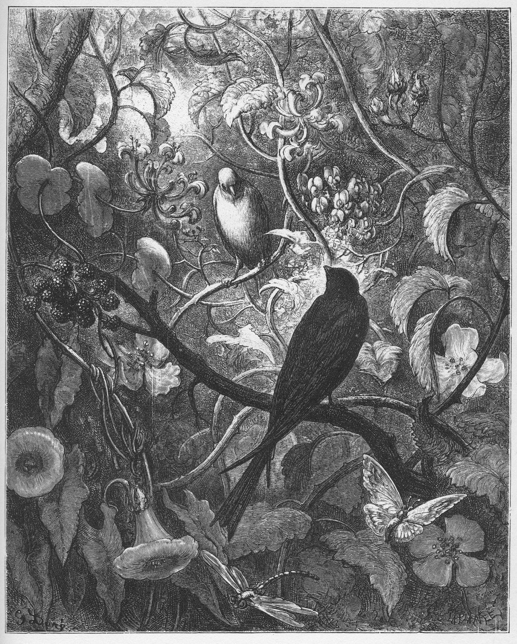 Philomele og Progne - fra "Fables" av Jean de La Fontaine av Gustave Dore