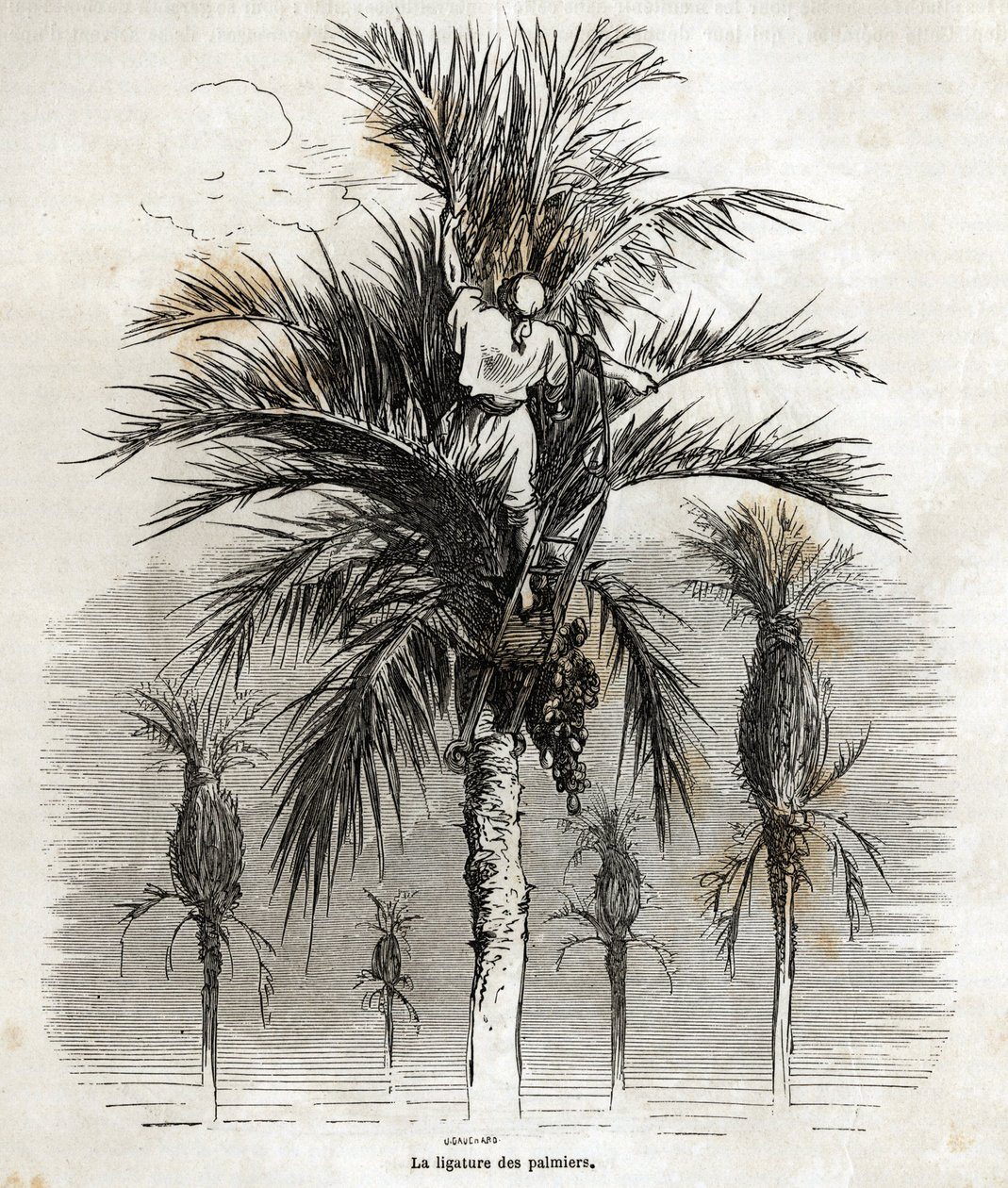 Ligeringen av palmene i Elche, med sikte på å bevare hvitheten, for å flette dem, tegning av Gustave Dore (1832-1883), for å illustrere hans reise til Spania, i 1862, med Ch. Davillier. Gravering i "" Le tour du monde"", redigert av E av Gustave Dore
