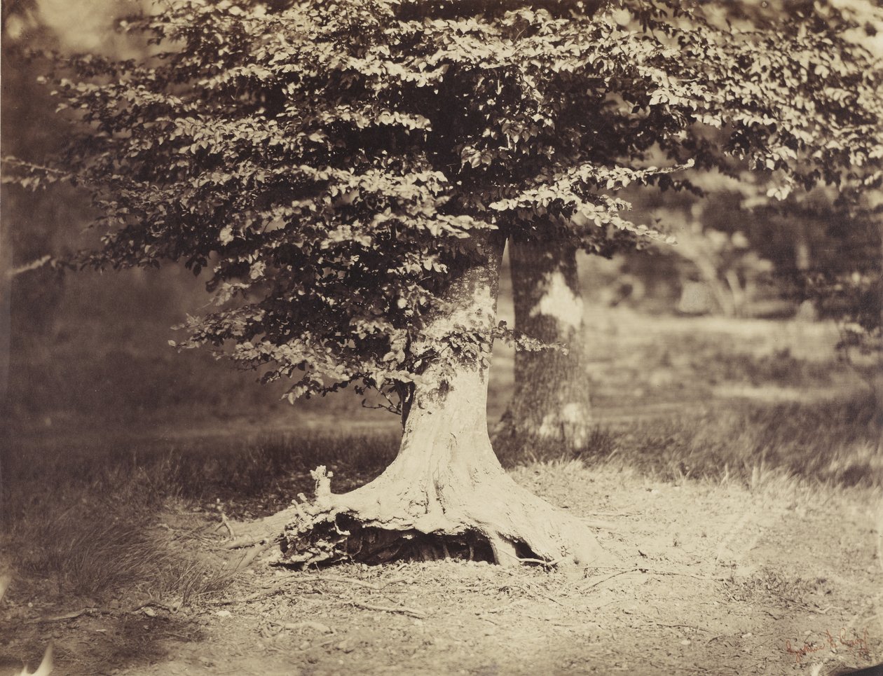The Beech Tree, ca. 1855-7 (s/hvitt-bilde) av Gustave Le Gray