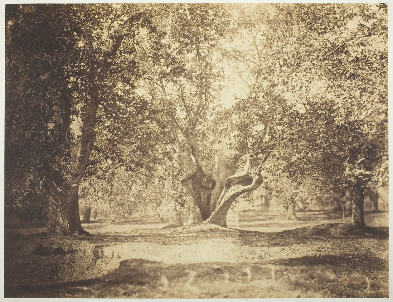 Tre, Forest of Fontainebleau av Gustave Le Gray