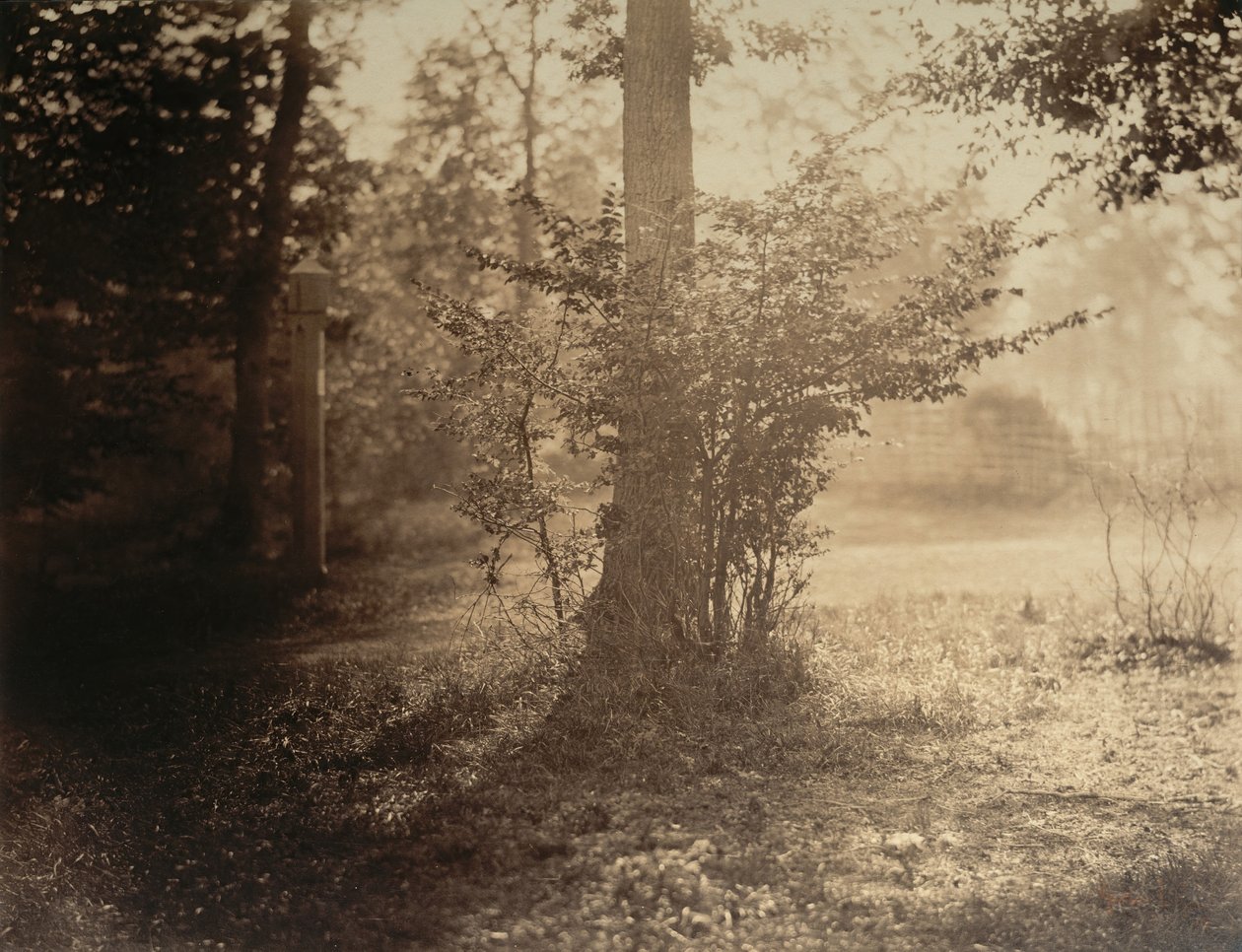 Trestudie, Forest of Fontainebleau, ca. 1856. av Gustave Le Gray