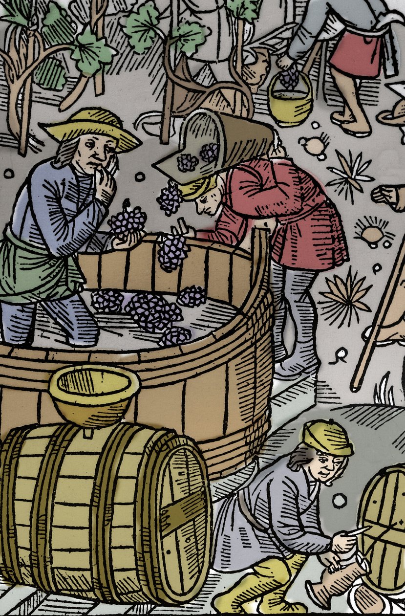 Høst - druehøst - Hyrdekalender - Månedens arbeid - Oktober - Tresnitt fra boken fra 1496 trykt av Guy Marchant (Guido Mercator) i Troyes - Tregravering i "" Le grand Calendrier et compost des shepherds"" - Høsten - og th av Guy Marchant