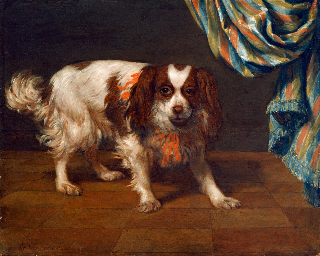 En King Charles Spaniel (olje på panel) av Gysbert van de Kuyl