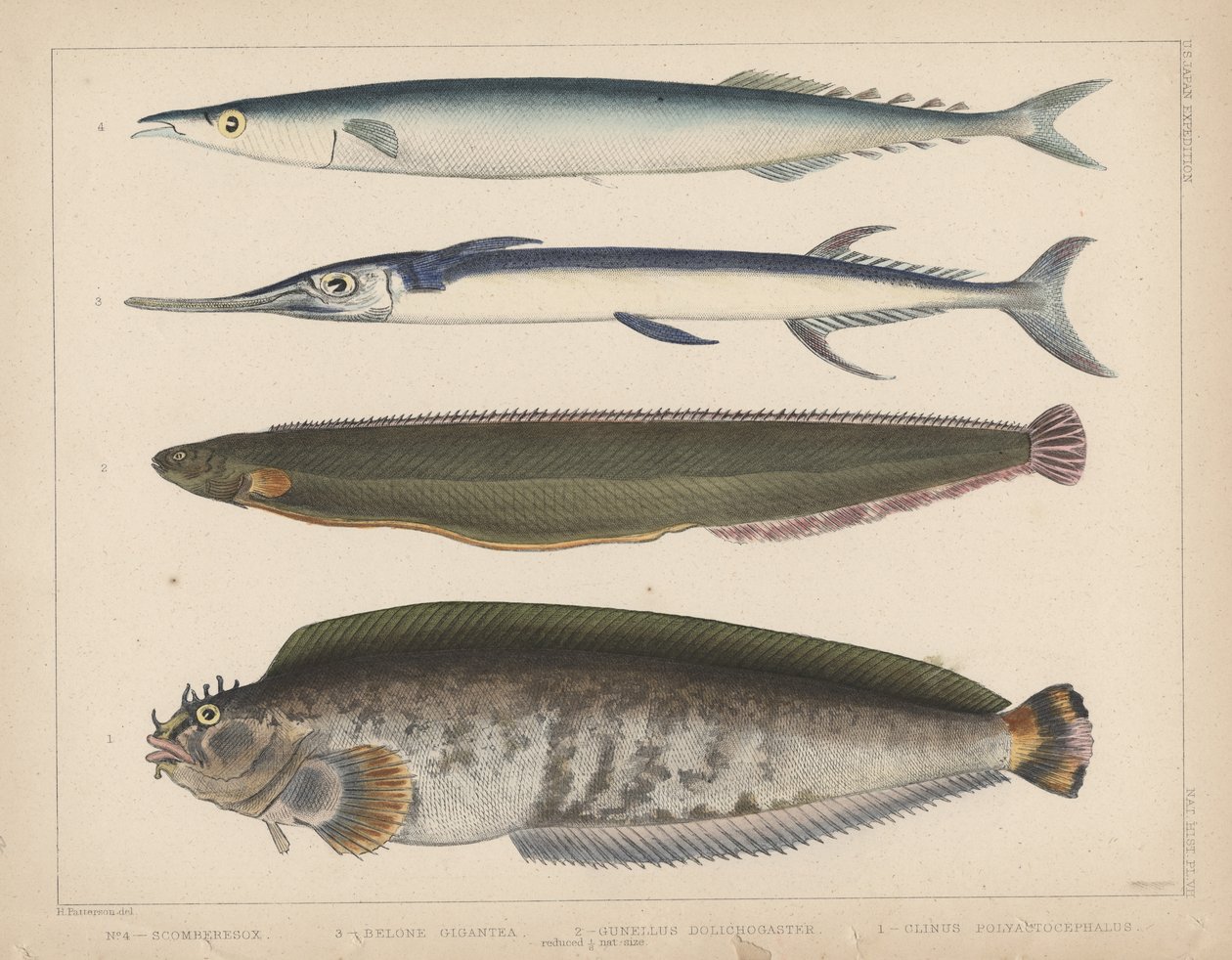 1. Clinus Polyactocephalus, 2. Gunellus Dolichogaster, 3. Belone Gigantea, 4. Scomberesox, 1855 av H. Patterson