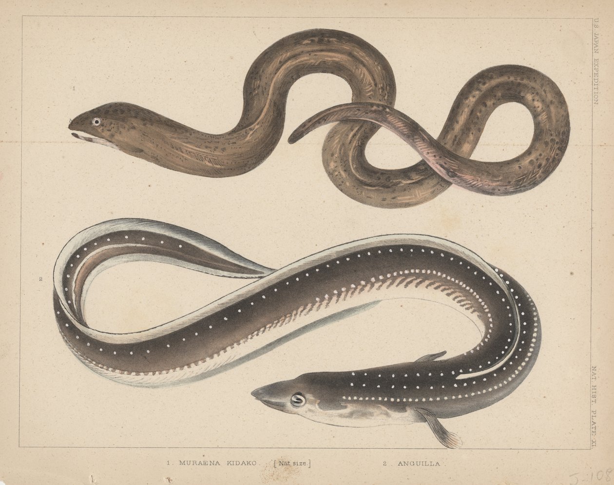 1. Muraena Kidako, 2. Anguilla, 1855 av H. Patterson