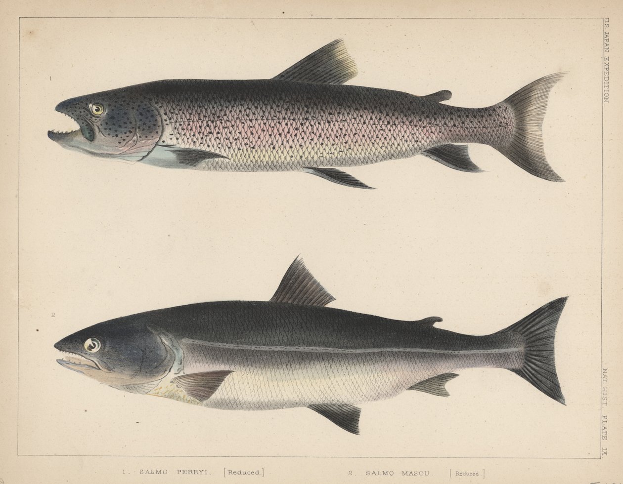 1. Salmo Perryi (redusert), 2. Salmo Masou (redusert), 1855 av H. Patterson