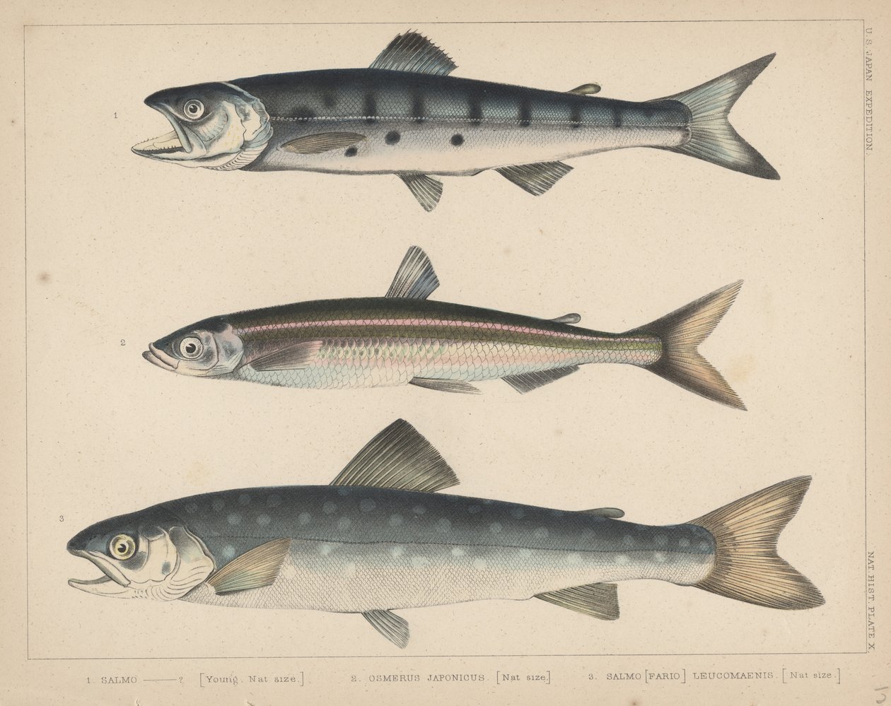1. Laks, 2. Osmerus Japonicus, 3. Salmo (Fario) Leucomaenis, 1855 av H. Patterson
