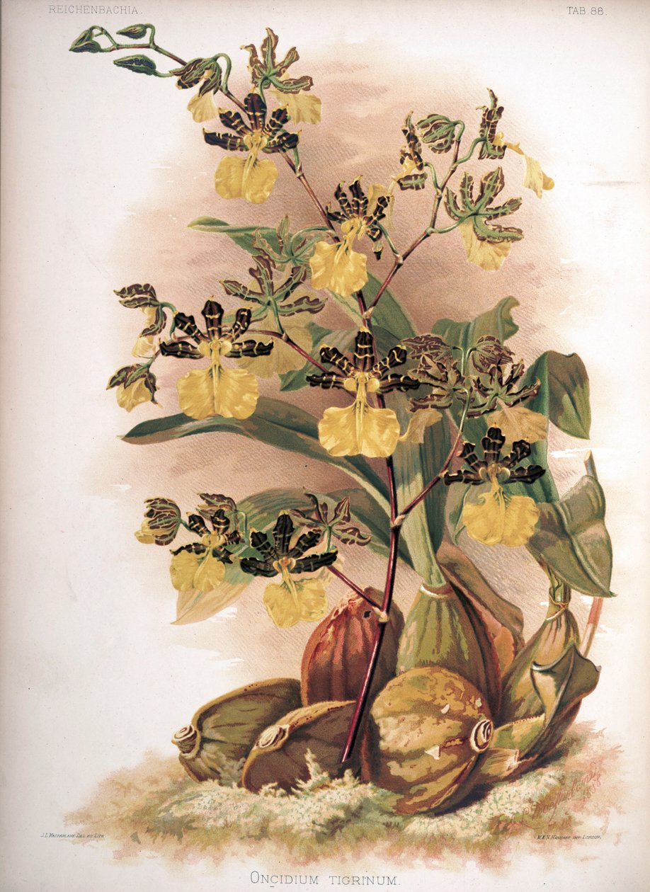 Oncidium tigrinum av H. Sotheran and Co.